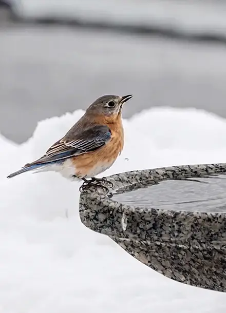 Granite Birdbaths for Gardens and Landscape Projects