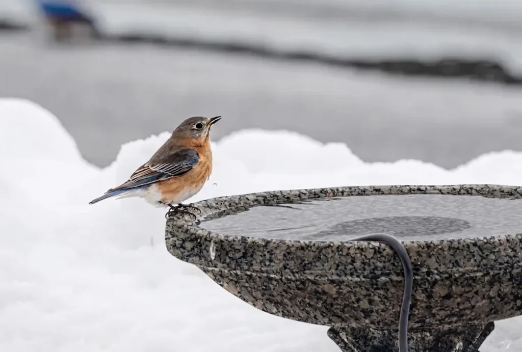 Granite Birdbath